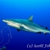 shark_greyreef_kk_h_0705_png1584.jpg